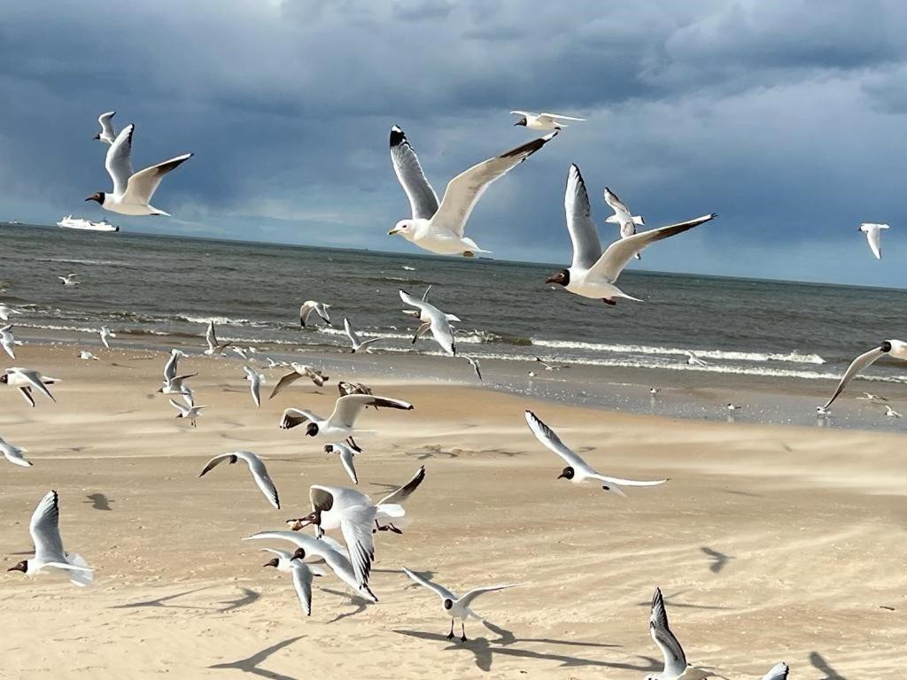 Apartamenty Swinoujscie - Kormoran Luaran gambar